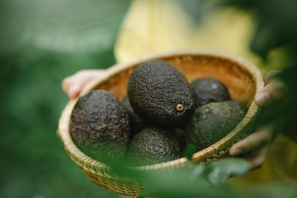 Aguacates frescos en cesta listos para distribución internacional